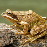 rana